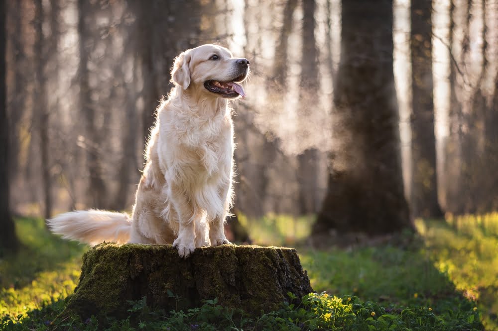 top notch Mobile Veterinarian In Spring, TX