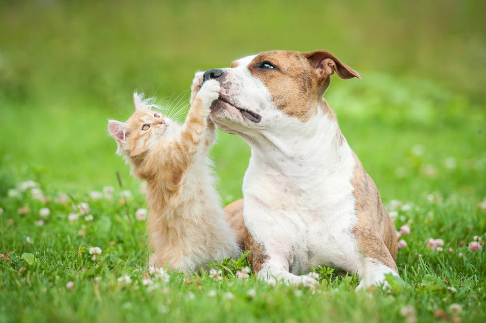 Trusted Mobile Veterinarian In Spring, TX