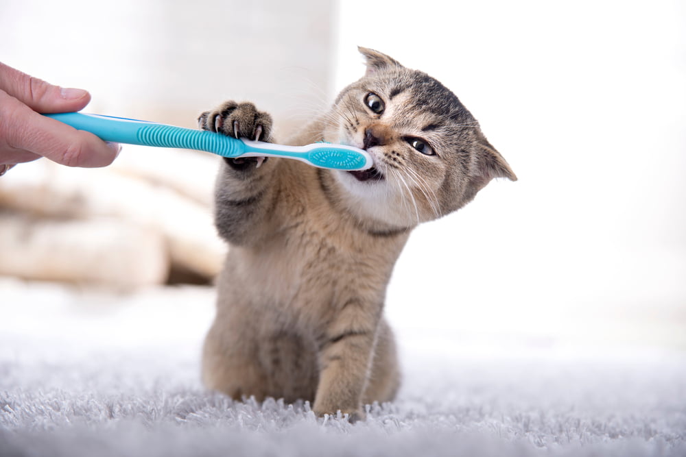 Pet Dental Care in Spring, TX
